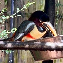 Chestnut-Eared Aracari