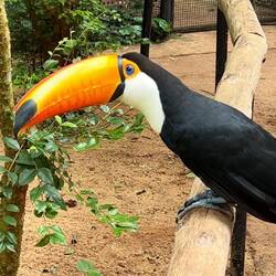 Toco Toucan (up to 60 cm) / Riesentukan