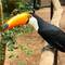 Toco Toucan (up to 60 cm) / Riesentukan
