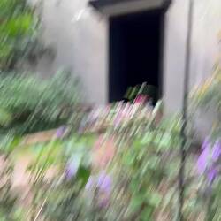 no sliw motion, the camera is just too slow to record its flaps