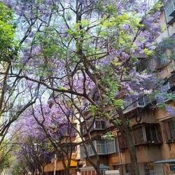 In Kunming ist Frühling und alles blüht in verschiedenen Farben 🤩