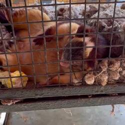 One of the Malabar squirrels