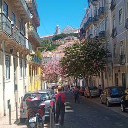 Bunte Gassen mit blühenden Bäumen