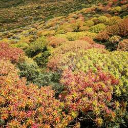 Die Macchie blühen. Ein herrliches Farbenspiel