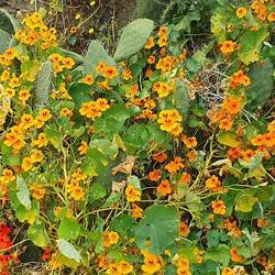 Kapuzinerkresse überall am Wegesrand