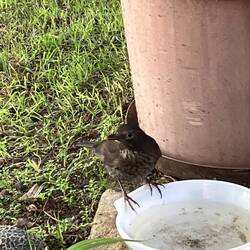 Even the bird came and say goodbye