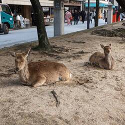 Les cerfs en liberté