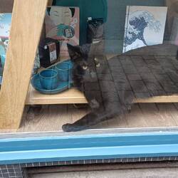 Kater Rasputin im Buchladen 😊