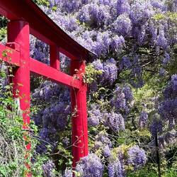 Amazing Wisteria