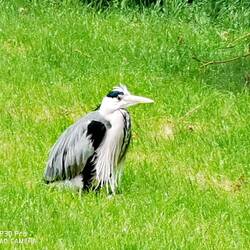 Grey Heron dude