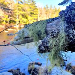 Überall Flechten, die es nur bei sehr guter Luftqualität gibt.