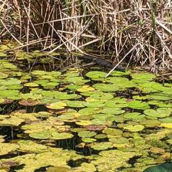 Krokodil in der 'Car-Wash' Cenote