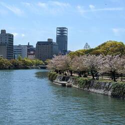 Les cerisiers sont encore là
