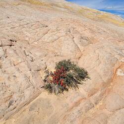 Überlebenskünstler