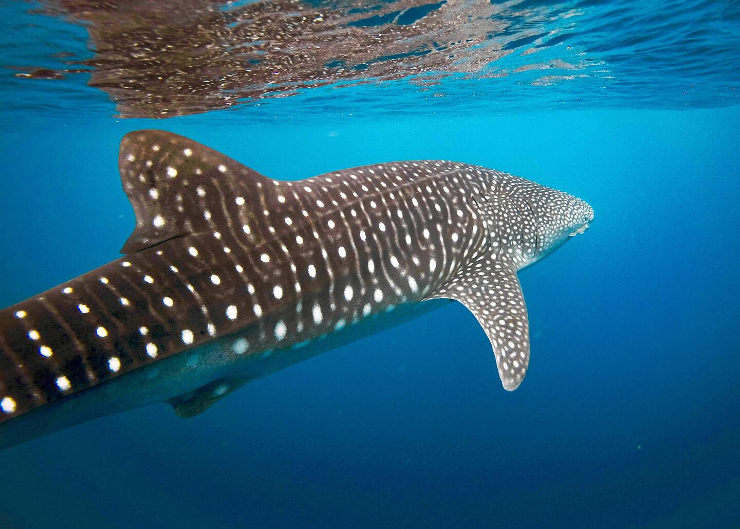 Swimming with the whalesharks - what a magical experience!