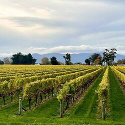 Les vignes dorées dans la région de Marlborough