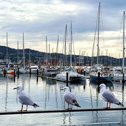 Sur la marina de Wellington