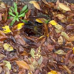 Eine Quelle mitten am Bürgersteig