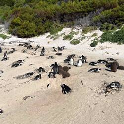 Seitdem der Weg nicht mehr über den Strand geht, werden keine Pinguine mehr geklaut.