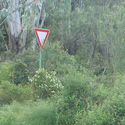 Und manche stehen mitten im Wald