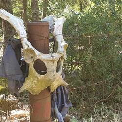 Von welchem Tier der Schädel wohl stammt?