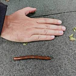 Riesiger Tausendfüsser 😳😅