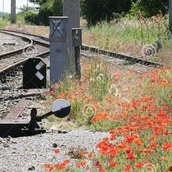 Stolen photo but shows the poppies on the railway line