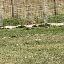 Island wildlife - an antelope