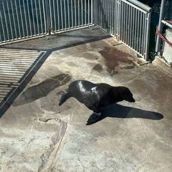 A seal finding warmth in the sunshine