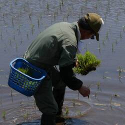 Jede Pflanze wird einzeln per Hand eingesteckt