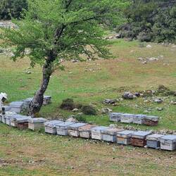 leckerer Pinienhonig