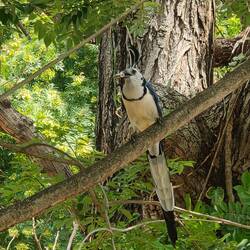 White-throated magpie jay