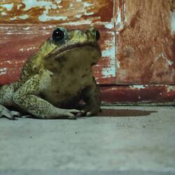 A giant frog at our hostel