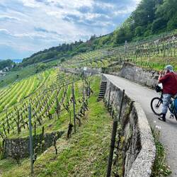 We find a quiet little lane via the vineyards, with views on the lake and quaint villages