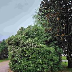 On our walk to dinner - lovely perfume, the same tree Jen has in their garden.