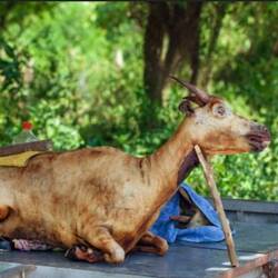 Gegrilltes Lamm in Nin Binh