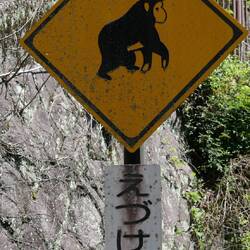 Affenstarke Abfahrt (1..060 Höhenmeter heute, runter zum Pazifik)