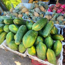 Riesen Papayas 😅