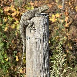 Mr. Gecko, sunning himself on a fence post