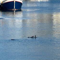 Seals frolicking in the harbour outside Colette and Sylvia's room