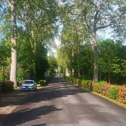 An beiden Enden große Platanen entlang der Straße