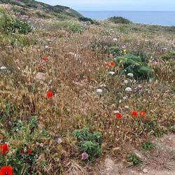 Es blüht überall am Wegesrand