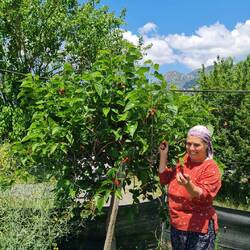 Maylbeeren durekt vom Baum