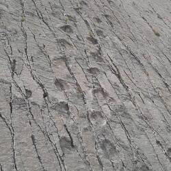 Dinosaurierfuessabdrück