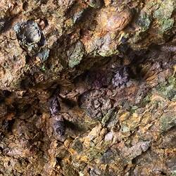 Les fameuses chauves souris qui ont des têtes de cochon