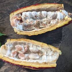 Cocoa Fruit (this is what chocolate is made of!)