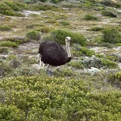 Mr. Ostrich posing for us!
