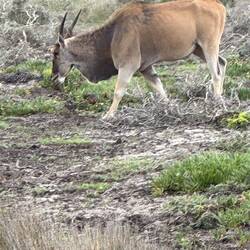 Eland grazing in the grass