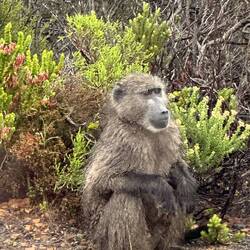 Baboon posing for us!