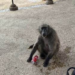 Sad banished baboon subsisting on junk food